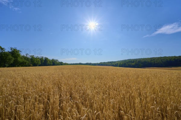 Cornfield under bright sun with neighbouring forest and blue sky, summer, Retzstadt, Main Spessart district, Bavaria, Germany
