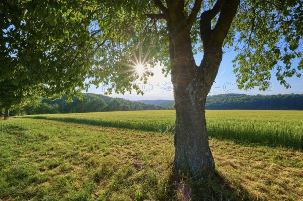 A large cherry tree in the foreground with sunbeams behind it on a green meadow, summer, Reichartshausen, Amorbach, Miltenberg district, Odenwald, Bavaria, Germany