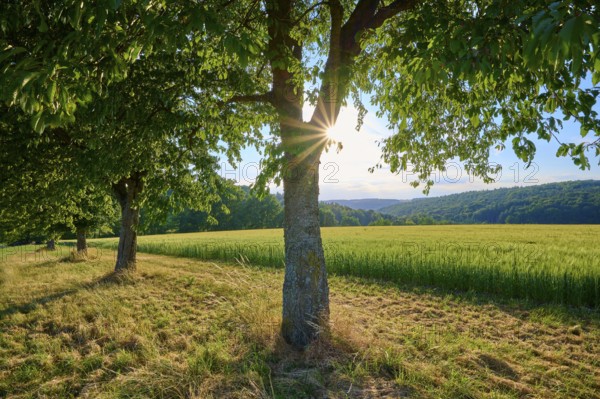 Several cherry trees in a row in a meadow with sunbeams in the background, summer, Reichartshausen, Amorbach, district Miltenberg, Odenwald, Bavaria, Germany