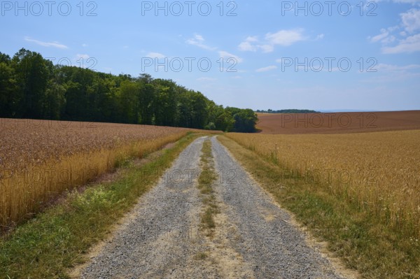 Small gravel path leads through two cornfields towards the forest under a blue sky, summer, Retzstadt, Main Spessart district, Bavaria, Germany