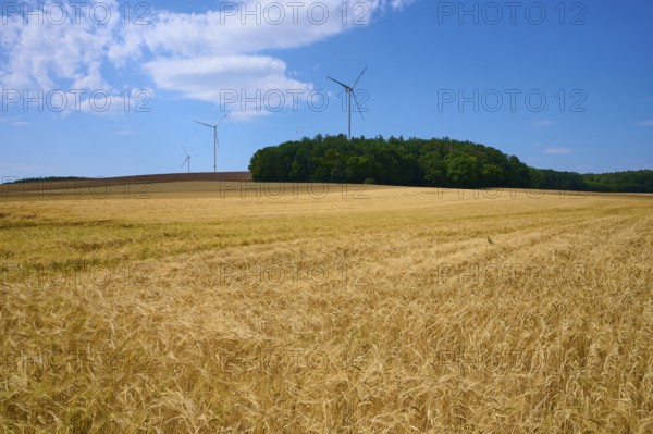 Wide barley field with wind turbines against a wooded background and blue sky, summer, Retzstadt, Main Spessart district, Bavaria, Germany