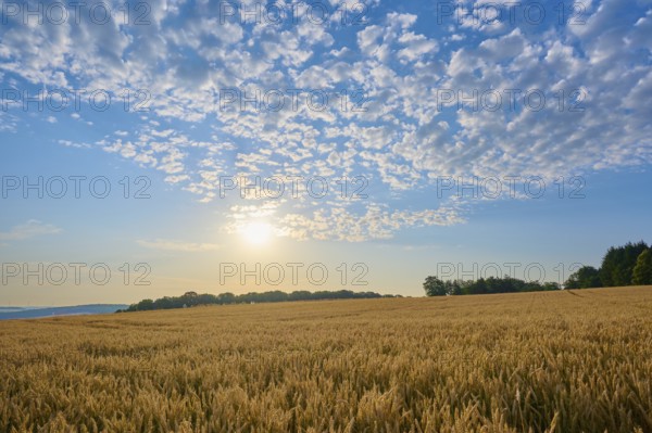 A wide grain field shines in the sunlight under a cloudy sky, summer, Höhefeld, Wertheim, Baden-Württemberg, Germany