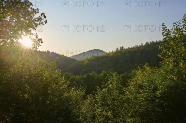 Forest with a view of a hill at sunset, surrounded by dense foliage, summer, Ernsttal, Mudau, Odenwald, Baden-Württemberg, Germany