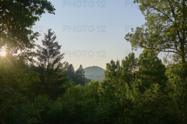 Hilly forest landscape at sunrise, framed by various trees, summer, Ernsttal, Mudau, Odenwald, Baden-Württemberg, Germany