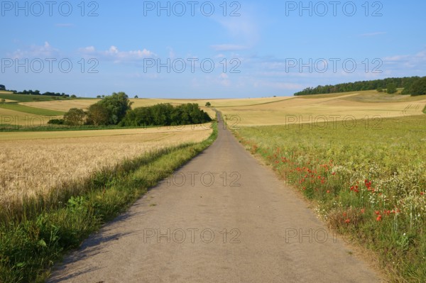 A narrow country lane between grain fields under a blue sky with few clouds, summer, Höhefeld, Wertheim, Baden-Württemberg, Germany