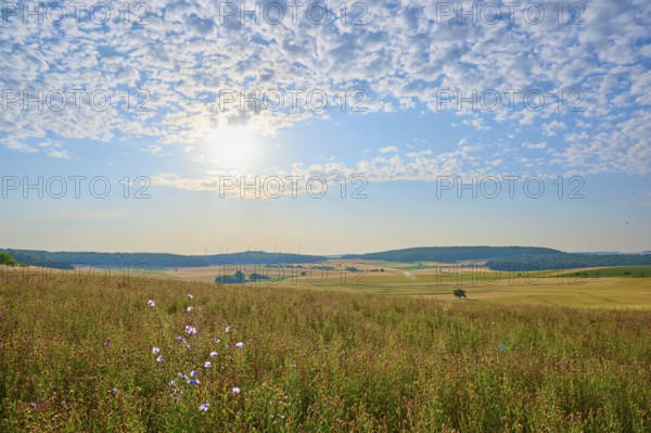 A field of wild flowers under a blue sky with different cloud patterns, summer, Höhefeld, Wertheim, Baden-Württemberg, Germany