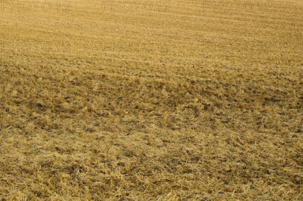 Close-up of a mown field with straw covering the brown soil, summer, Höhefeld, Wertheim, Baden-Württemberg, Germany