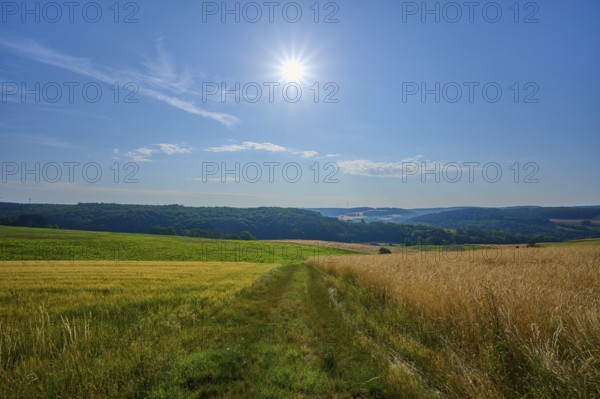 Landscape with fields and forest in the background, the sun shines in the blue sky, summer, Wenkheim, Werbach, Baden-Württemberg, Germany