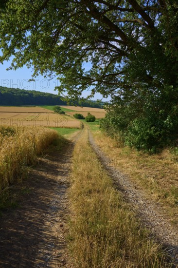 Path through golden fields with protective tree, clear summer landscape, summer, Neubrunn, Würzburg district, Bavaria, Germany