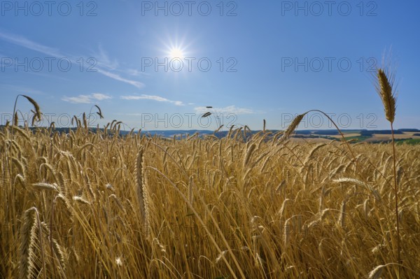 Close-up of rye grain ears swaying in the wind under the bright sun, summer, Wenkheim, Werbach, Baden-Württemberg, Germany