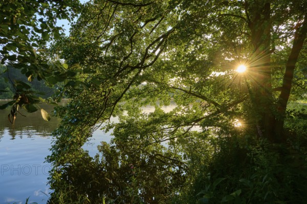 Sunlight breaks through dense treetops and illuminates the banks of the tranquil River Main, summer, Grünenwört, Wertheim, Main, Main-Tauber-Kreis, Baden-Württemberg, Germany