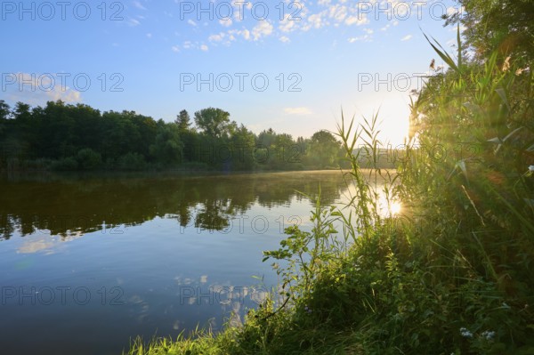 Morning sun shines over the river Main and green riverside vegetation, the sky is clear with scattered clouds, summer, Grünenwört, Wertheim, Main, Main-Tauber-Kreis, Baden-Württemberg, Germany