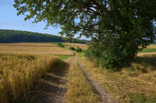 Field path under a shady tree leads through endless fields, surrounded by nature, summer, Neubrunn, Würzburg district, Bavaria, Germany