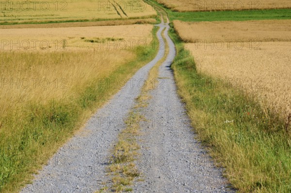 Narrow field path leads through ripe golden yellow wheat fields under a clear sky, summer, Neubrunn, Würzburg district, Bavaria, Germany