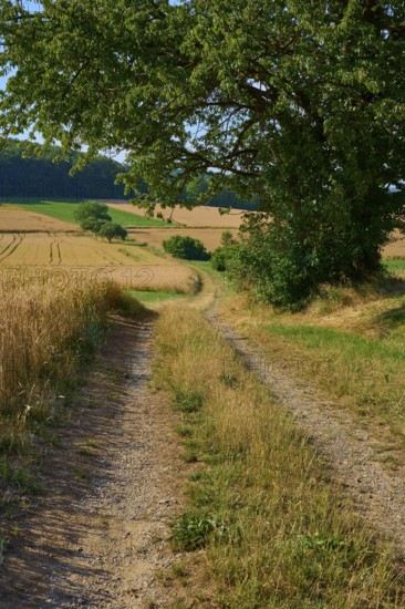Shady field path under a tree leads into the expanse of golden wheat fields, summer, Neubrunn, Würzburg district, Bavaria, Germany