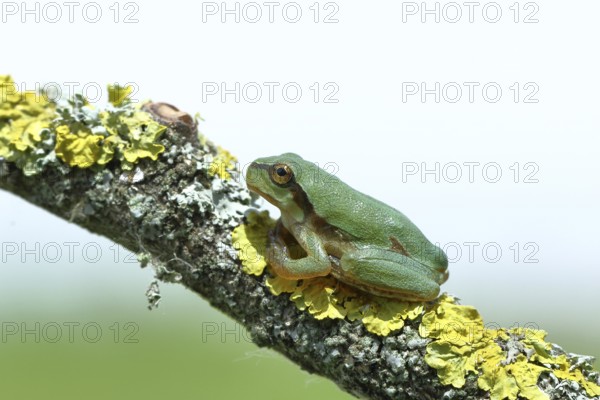 European tree frog (Hyla arborea) sitting on a lichen-covered branch in its natural environment, close-up, Lake Neusiedl National Park, Burgenland, Austria