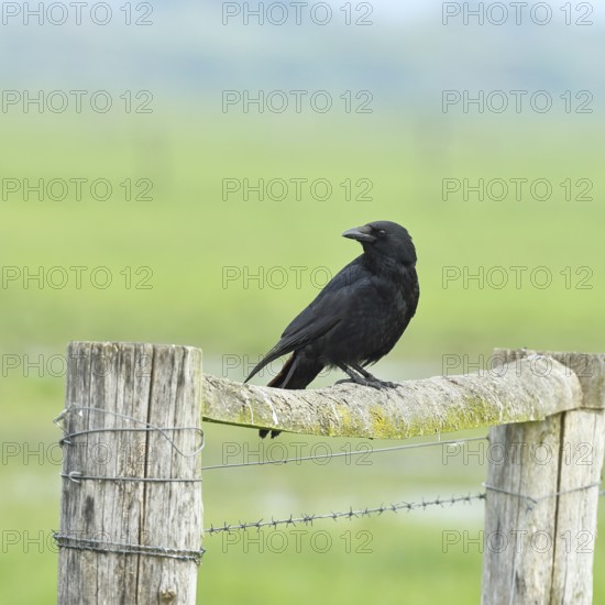 Raven crow (Corvus corone), sitting on a pasture gate, Ochsenmoor, Dümmer See, Hüde, Lower Saxony, Germany