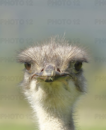 Common ostrich (Struthio camelus), portrait, captive, Rhineland-Palatinate, Germany