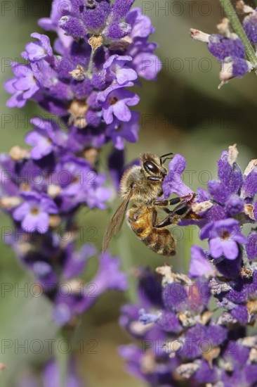 Honey bee (Apis mellifera) on a lavender flower (Lavandula angustifolia), macro photograph, Wilnsdorf, North Rhine-Westphalia, Germany