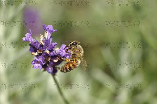 Honey bee (Apis mellifera) on a lavender flower (Lavandula angustifolia), macro photograph, Wilnsdorf, North Rhine-Westphalia, Germany