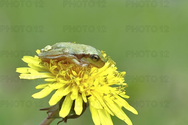 European tree frog (Hyla arborea) sitting on a yellow dandelion flower (Taráxacum), close-up, Lake Neusiedl National Park, Burgenland, Austria