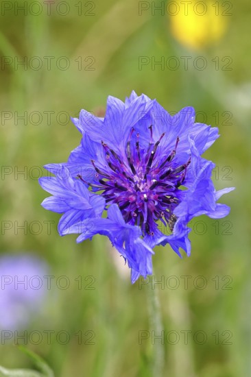 Cornflower (Centaurea cyanus), blue flower at the edge of a field, close-up, Wilnsdorf, North Rhine-Westphalia, Germany