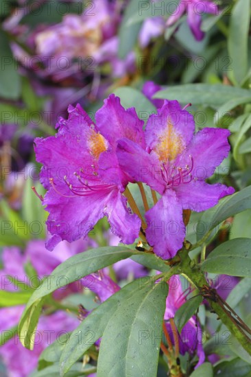 Rhododendron flowers (Rhododendron Homer), purple flowers, in a garden, Wilnsdorf, North Rhine-Westphalia, Germany
