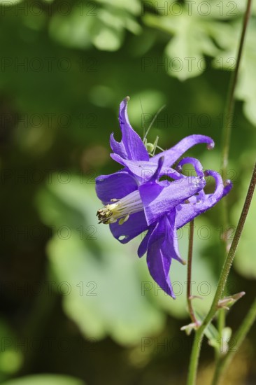 Columbine (Aquilegia vulgaris), blue flower in a garden, wildflower, close-up, Wilnsdorf, North Rhine-Westphalia, Germany