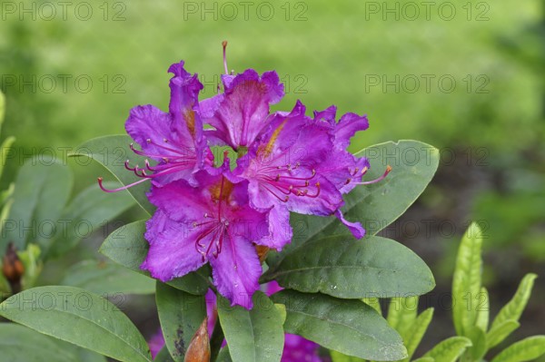 Rhododendron flowers (Rhododendron Homer), purple flowers, in a garden, Wilnsdorf, North Rhine-Westphalia, Germany