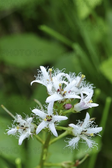 Menyanthes trifoliata or bitter clover, medicinal plant, close-up of a flower in a meadow, Wilnsdorf, North Rhine-Westphalia, Germany