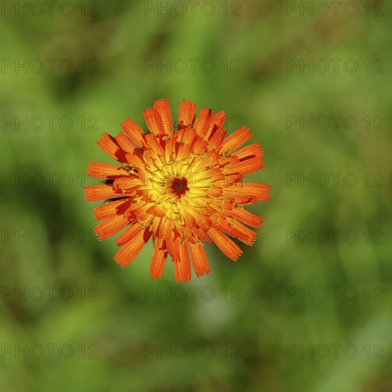Orange hawkweed, orange-red hawkweed (Hieracium aurantiacum), flower on a rough meadow, close-up, Wilnsdorf, North Rhine-Westphalia, Germany