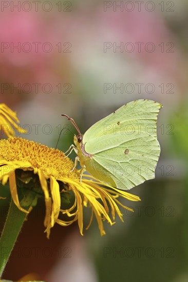 Lemon butterfly (Gonepteryx rhamny) on a yellow flower of a Great Telekie (Telekia speciosa), close-up, Wilnsdorf, North Rhine-Westphalia, Germany