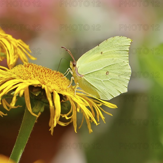 Lemon butterfly (Gonepteryx rhamny) on a yellow flower of a Great Telekie (Telekia speciosa), macro photograph, Wilnsdorf, North Rhine-Westphalia, Germany