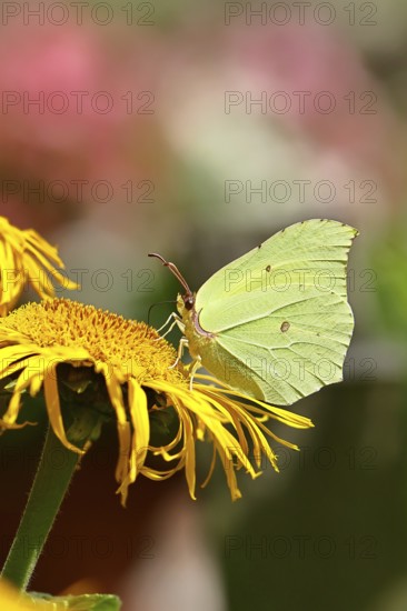 Lemon butterfly (Gonepteryx rhamny) on a yellow flower of a Great Telekie (Telekia speciosa), Wilnsdorf, North Rhine-Westphalia, Germany