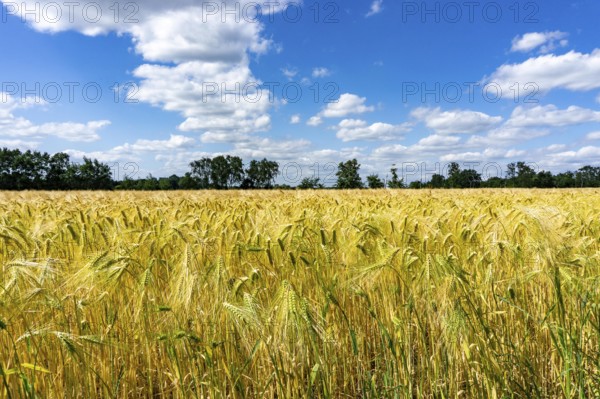 Grain field, in front of harvest, barley, near Bottrop-Kirchhellen, North Rhine-Westphalia, Germany