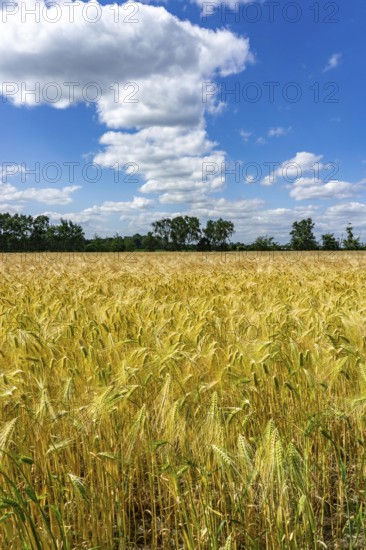 Grain field, in front of harvest, barley, near Bottrop-Kirchhellen, North Rhine-Westphalia, Germany