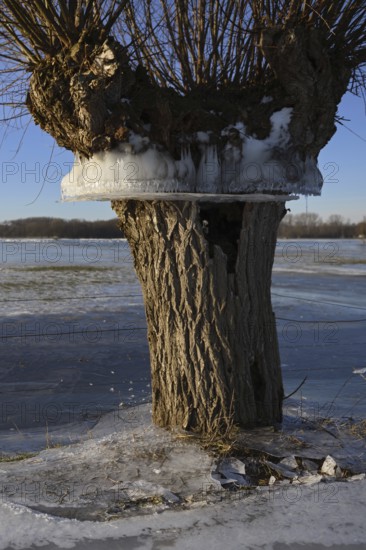 Flood mark... Pollard willow (Salix sp.) during the winter flood Rhineland 2020, 2021 enclosed in ice, ice wreaths on the trees indicate the former maximum level of the Rhine flood, weather situation, Bislicher Insel near Xanten, nationally known nature reserve, Wesel district, Lower Rhine, Rhineland, North Rhine-Westphalia, Germany, Western Europe