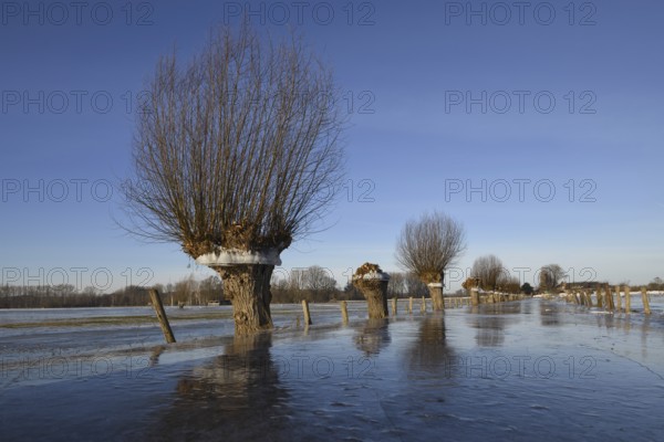 In frosty cold weather... Head willow (Rhine flood in winter 2020, 2021) with ice ring on Bislicher Island, the ice ring shows how high the water was, weather situation, Bislicher Island near Xanten, nationally known nature reserve, Wesel district, Lower Rhine, Rhineland, North Rhine-Westphalia, Germany, Western Europe