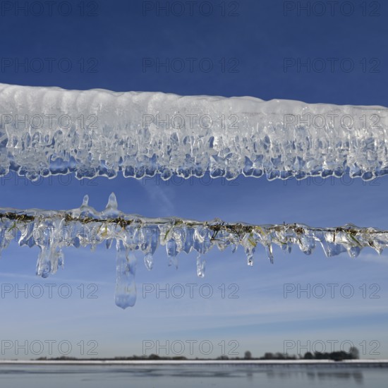 Ice age... Curtain of icicles (Rhine flood) on a pasture fence on Bislicher Insel in winter 2020, 2021, weather situation, Bislicher Insel near Xanten, nationally known nature reserve, Wesel district, Lower Rhine, Rhineland, North Rhine-Westphalia, Germany, Western Europe
