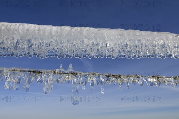 Ice age... Curtain of icicles (Rhine flood) on a pasture fence on Bislicher Insel in winter 2020 -2021, weather situation, Bislicher Insel near Xanten, nationally known nature reserve, Wesel district, Lower Rhine, Rhineland, North Rhine-Westphalia, Germany, Western Europe