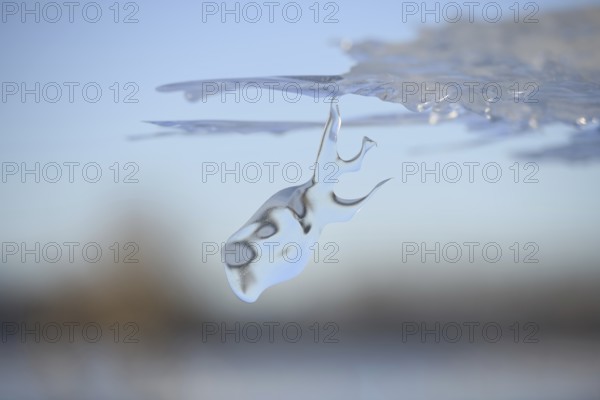 Dive in... Whale (Rhine flood 2020, 2021), naturally grown ice sculpture formed by wind and weather under an ice sheet left over from the flood, weather situation, Bislicher Insel near Xanten, nationally known nature reserve, Wesel district, Lower Rhine, Rhineland, North Rhine-Westphalia, Germany, Western Europe