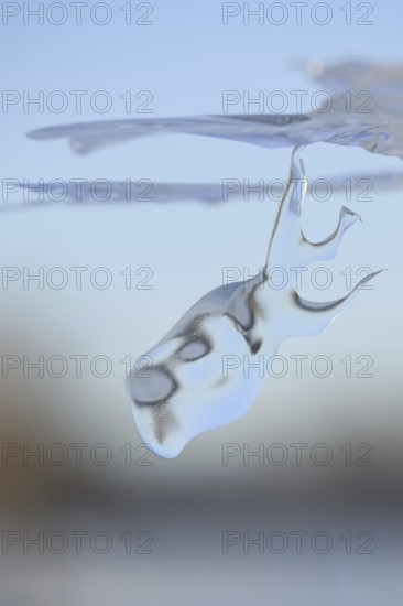 Dive in... Whale (Rhine flood 2020, 2021), naturally grown ice sculpture formed by wind and weather under an ice sheet left over from the flood, weather situation, Bislicher Insel near Xanten, nationally known nature reserve, Wesel district, Lower Rhine, Rhineland, North Rhine-Westphalia, Germany, Western Europe