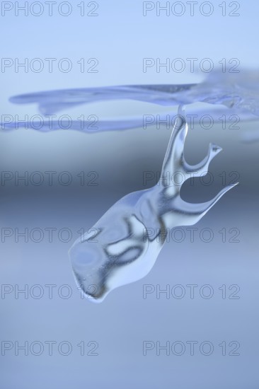 On a dive on the Lower Rhine... Whale (winter flood 2020, 2021), naturally grown ice sculpture formed by wind and weather under an ice sheet left over from the flood, weather situation, Bislicher Insel near Xanten, nationally known nature reserve, Wesel district, Lower Rhine, Rhineland, North Rhine-Westphalia, Germany, Western Europe