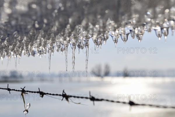 Ice age... Icicle (winter flood 2020, 2021), thawing ice plate on a barbed wire fence on Bislicher Insel near Xanten, nationally known nature reserve, Wesel district, Lower Rhine, Rhineland, North Rhine-Westphalia, Germany, Western Europe