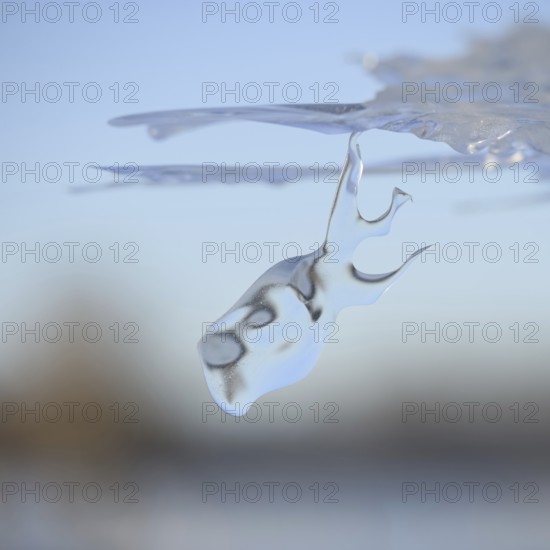 Dive in... Whale (Rhine flood 2020, 2021), naturally grown ice sculpture formed by wind and weather under an ice sheet left over from the flood, weather situation, Bislicher Insel near Xanten, Wesel district, nationally known nature reserve, Lower Rhine, Rhineland, North Rhine-Westphalia, Germany, Western Europe