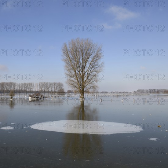 Land under ice... frozen winter flood (Lower Rhine), Bislicher Insel, after the Rhine flood came the frost, weather conditions, Bislicher Insel near Xanten, nationally known nature reserve, Wesel district, Lower Rhine, Rhineland, North Rhine-Westphalia, Germany, Western Europe