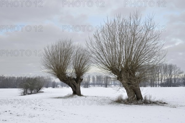 Old pollarded trees, pollarded willows (Salix sp.) on Bislicher Island in winter with snow, typical, characteristic landscape, rural environment, rare weather conditions on the Lower Rhine, which is normally favoured by warmth, Bislicher Island near Xanten, nationally known nature reserve, Wesel district, Rhineland, North Rhine-Westphalia, Germany, Western Europe