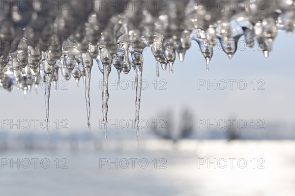 Ice age... Icicle (winter flood 2020, 2021), thawing ice plate on a barbed wire fence, Bislicher Insel near Xanten, nationally known nature reserve, Wesel district, Lower Rhine, Rhineland, North Rhine-Westphalia, Germany, Western Europe