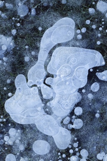 Air bubbles... Ice (winter flood 2020, 2021), ice layer with frozen air bubbles on a meadow on the Lower Rhine flooded and frozen in severe frost, fantasy, weather situation, Bislicher Insel near Xanten, nationally known nature reserve, Wesel district, Lower Rhine, Rhineland, North Rhine-Westphalia, Germany, Western Europe