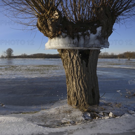 Flood mark... Pollard willow (Salix sp.) during the winter flood Rhineland 2020, 2021 enclosed in ice, ice wreath on the trees indicate the former maximum level of the Rhine flood, weather situation, Bislicher Insel near Xanten, nationally known nature reserve, Wesel district, Lower Rhine, Rhineland, North Rhine-Westphalia, Germany, Western Europe